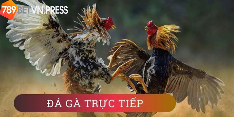 Ưu điểm vượt trội chỉ có tại sảnh xem đá gà trực tiếp hôm nay